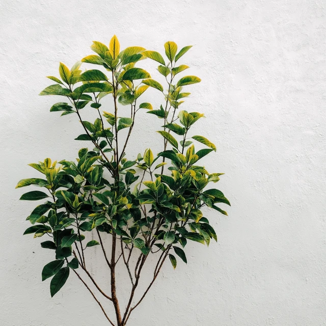 Green Plant Against White Background