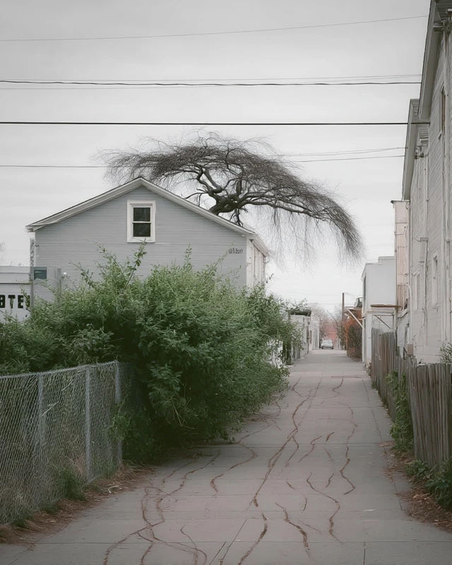 Street Photography Tree and House