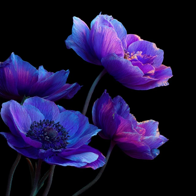 Violet Flowers on Black Background Photography
