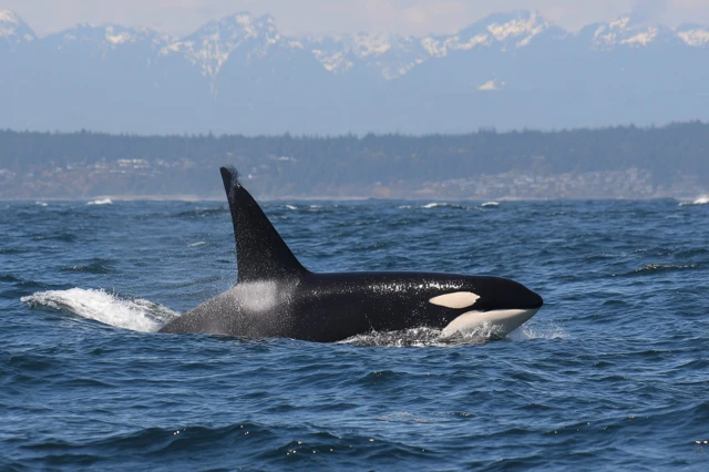 Orca Whale Swimming Underwater Beautiful Marine Life