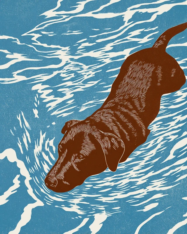 Brown Labrador Swimming in Blue Water Matisse Style