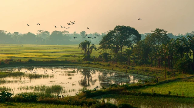 Natural Landscape Rice Fields Bangladesh