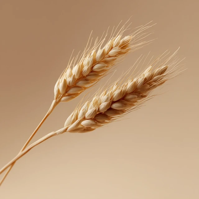 Wheat Photography Beige Background Professional Lighting