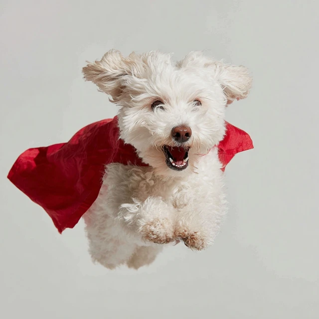 Super Dog Fluffy White Dog with Red Cape Flying