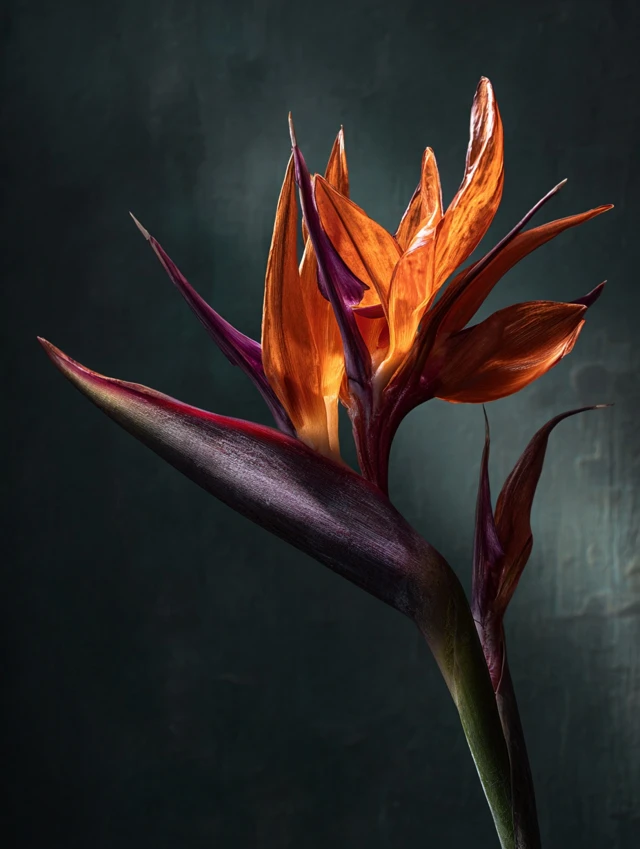 Bird of Paradise Flower Dramatic Floral Photography