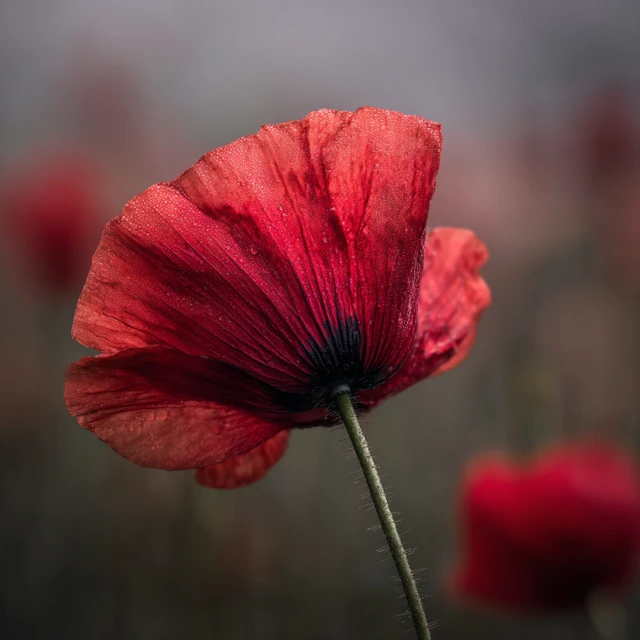 Red Poppy Flower Macro Photography