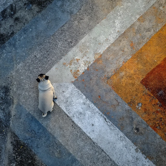 Pug Dog and Geometric Patterns in Nature