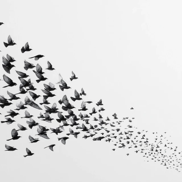 Flock of Birds Against White Background