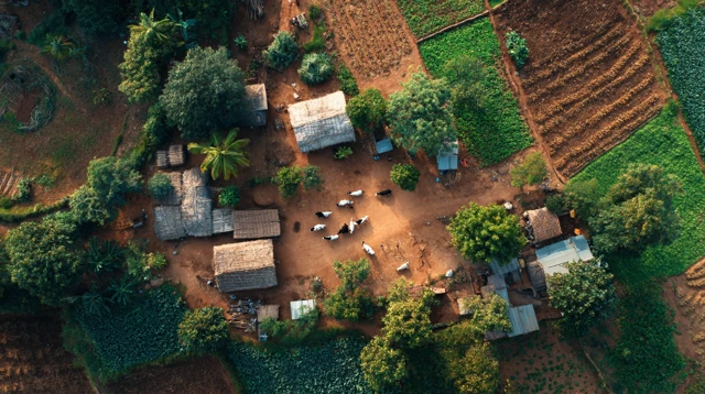 Indian Farm Village Overhead View Cows and Farmers