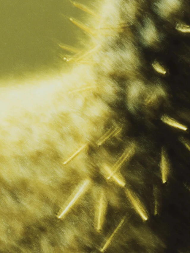 Chiaroscuro Horror Art with Gold Radiance
