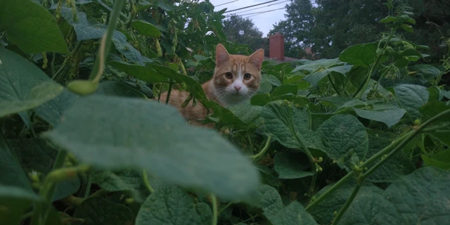 Cat in the Beans A Whimsical Nature Photograph