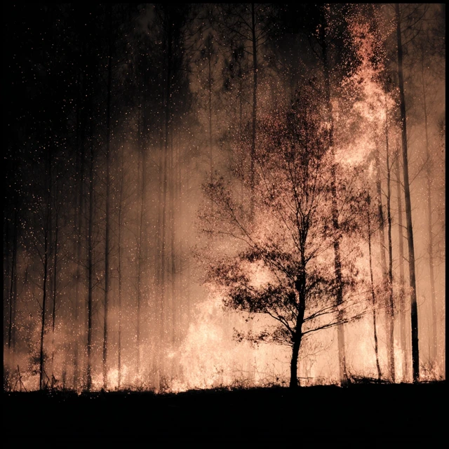 Forest with a Burning Tree