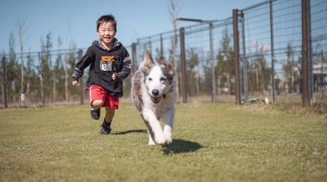 Boy and Dog Play in Park Sunny Day