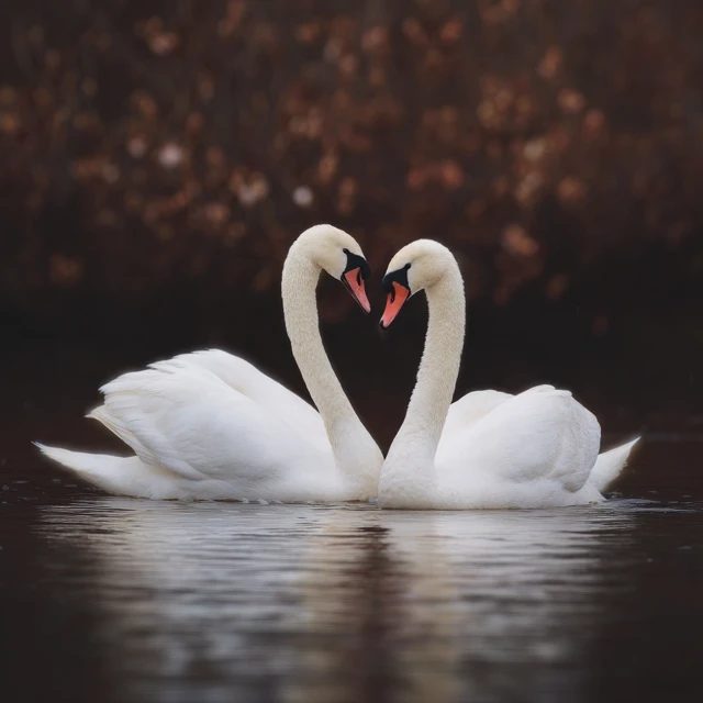 Charming Swans Enjoying the Afternoon Together