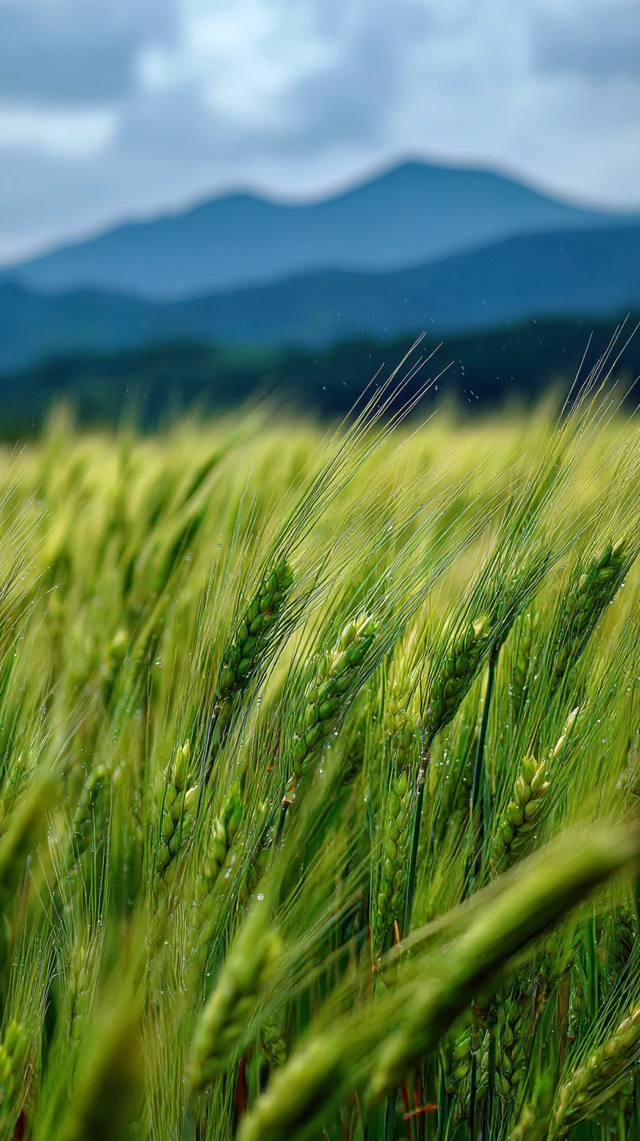 Green Wheat Field with Mountains