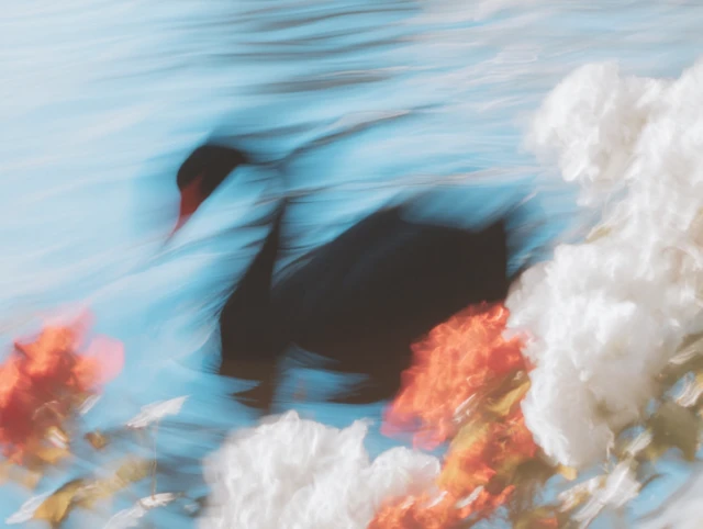 Black Swan on Water with Flowers