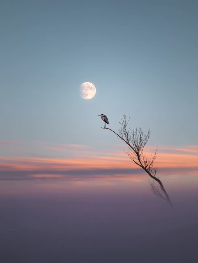 Heron on Branch Moonlit Sky Photography