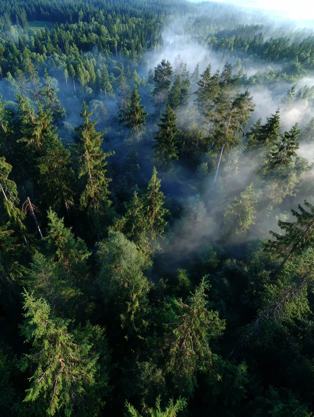 Aerial View of Coniferous Forest in Mist