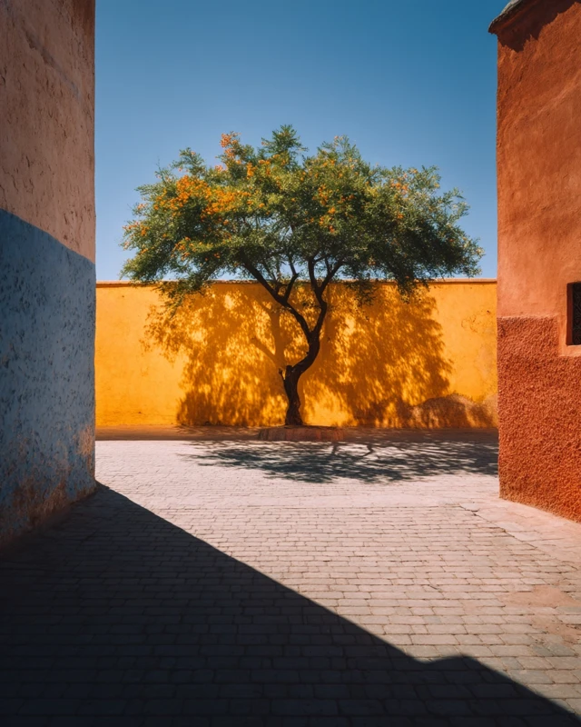 Marrakesh Alley Solitary Tree Photography