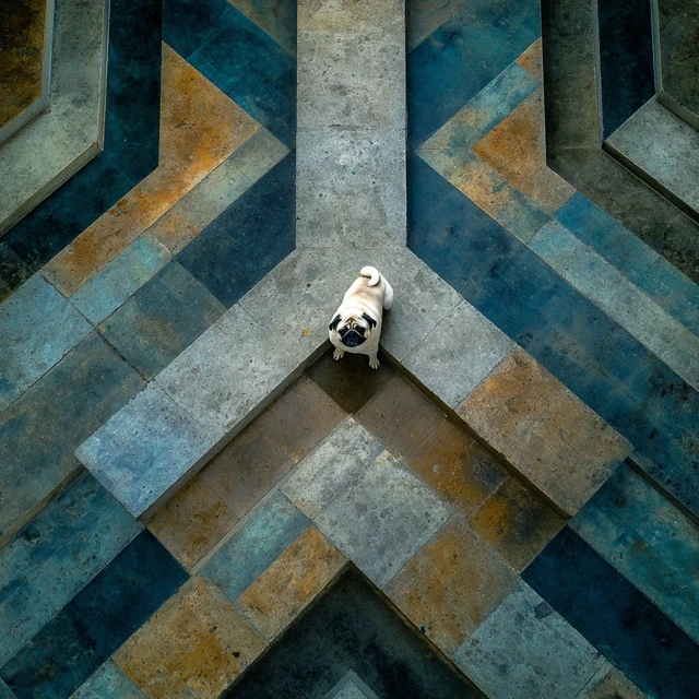 Pug Dog and Geometric Patterns in Nature