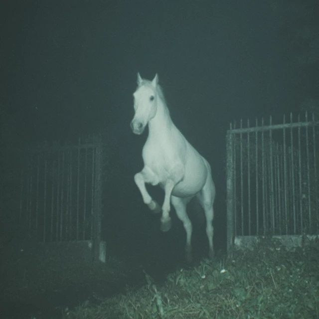 Creepy White Horse Jumping Fence at Night