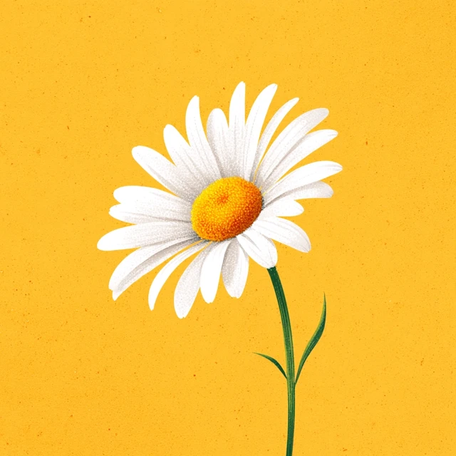 Daisy Illustration White Petals Yellow Pistil
