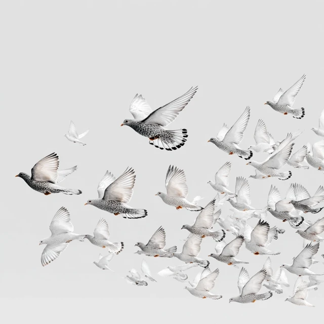 Flock of Birds Against White Background