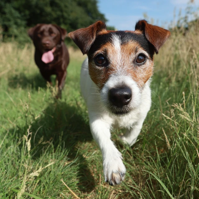 Happy Jack Russell Running in a Field
