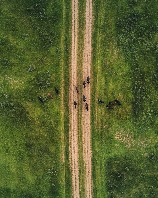 Horses Running on a Paddock Track Drone Photo