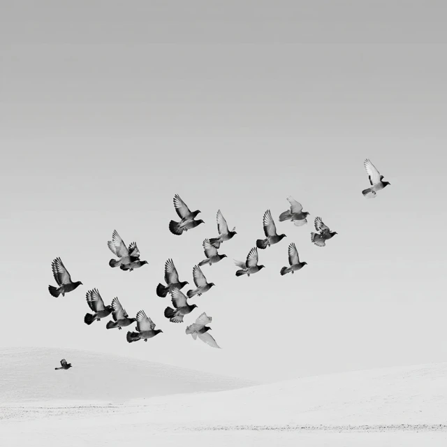 Birds in Formation Over Snow Horizon