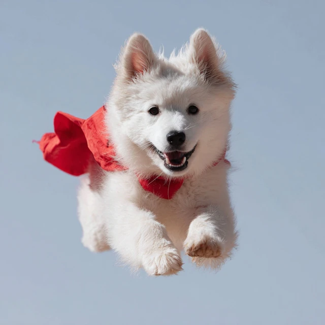 Super Dog Fluffy White Dog with Red Cape Flying