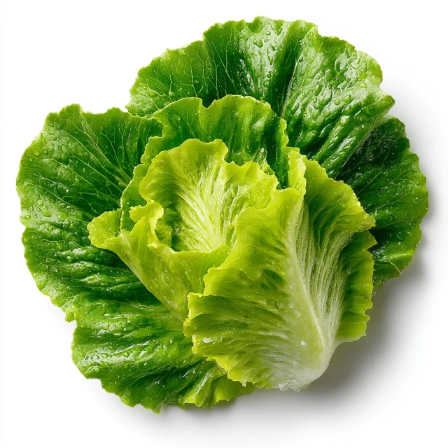 Fresh Iceberg Lettuce Leaf on White Background