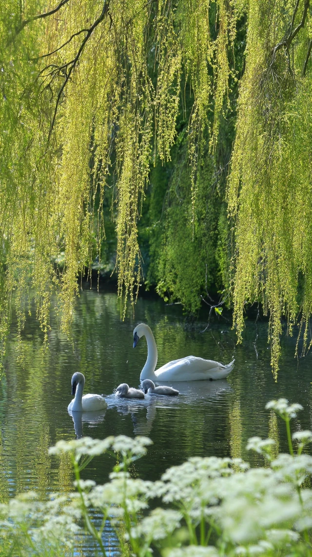Swans and Cygnets on a Pond Nature Photography