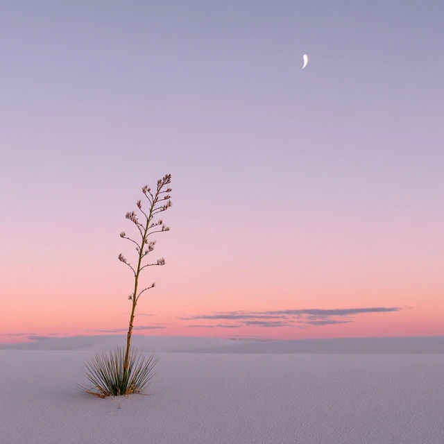 Desert Evening Minimalist Photography