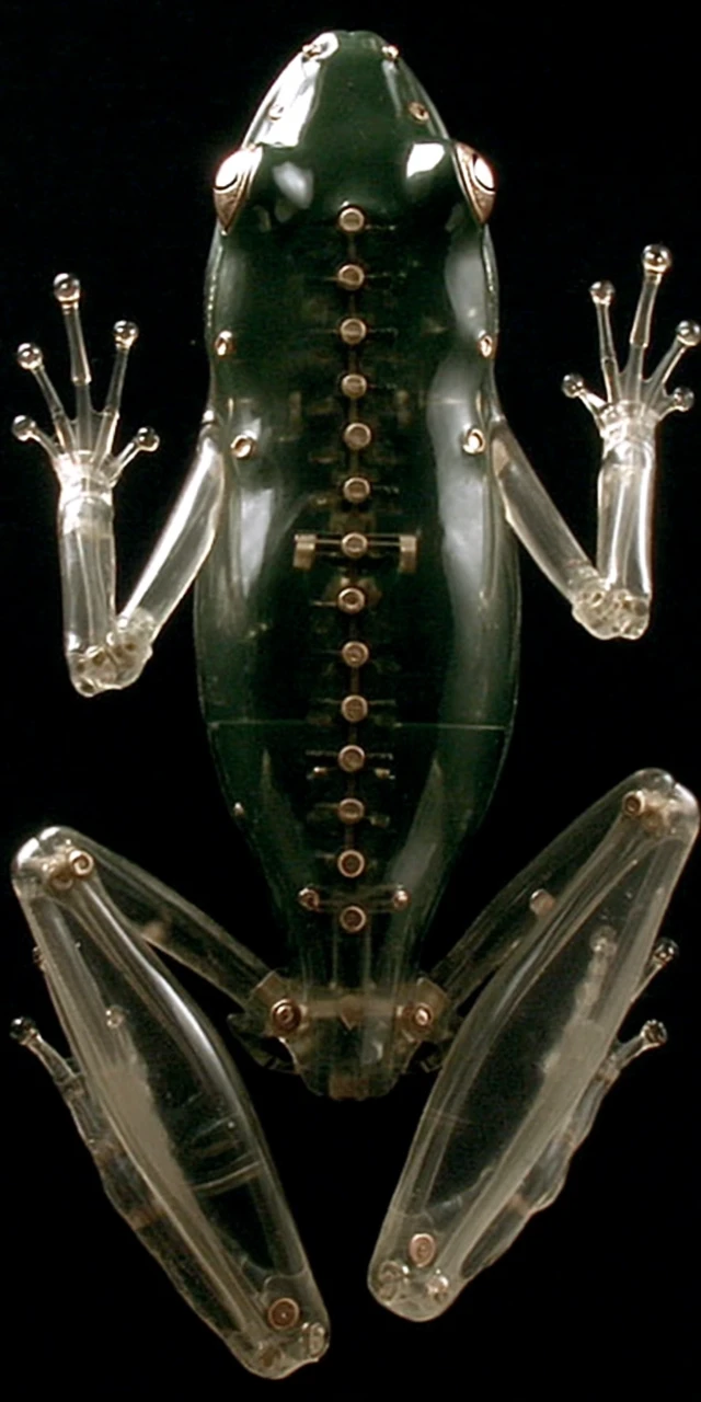 Clear Plastic Frog Sculpture Anatomy Model