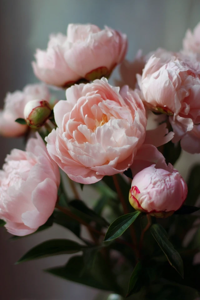 Pale Pink Peonies Delicate Flower Photography