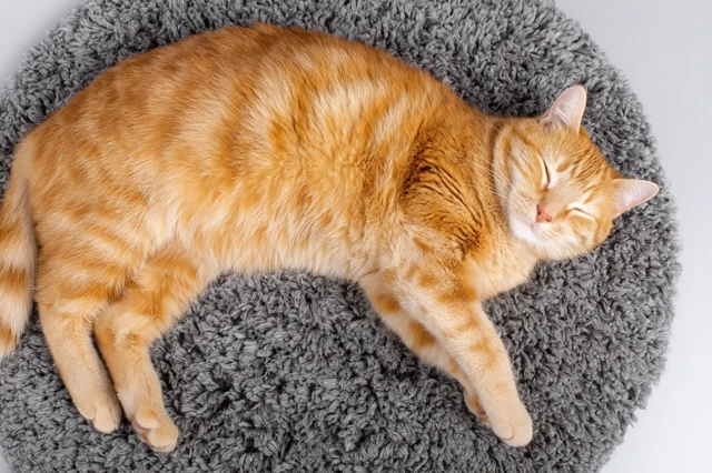 Cute Lazy Orange Cat Sleeping on a Cozy Carpet