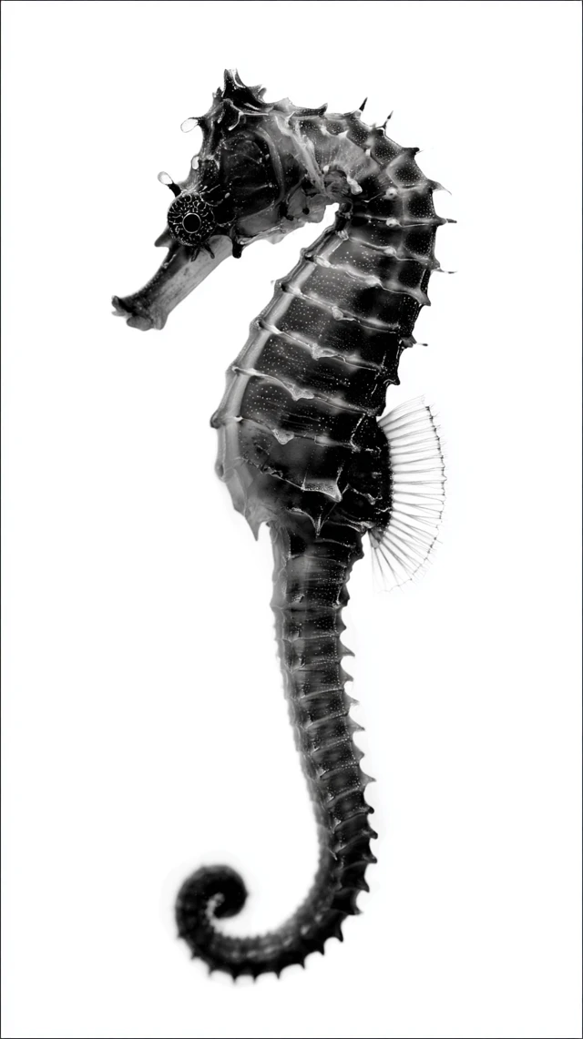 Black and White Seahorse Photo on White Background